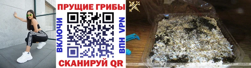 Галлюциногенные грибы Cubensis  как найти наркотики  Бородино 